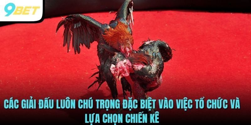 9BET là kênh chiếu  trực tiếp trường gà Thomo chuẩn nhất