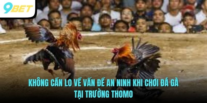 Tham gia chọi kê tại trường Thomo đảm bảo an toàn